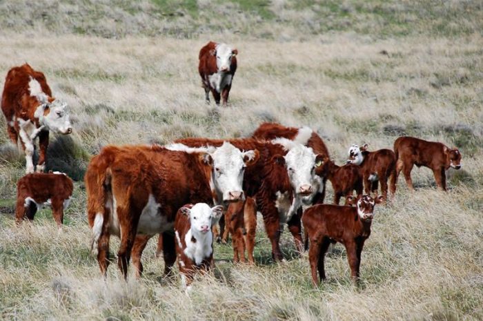 El acueducto Bowen-Canalejas ya irriga a unos 100 productores ganaderos del Sur mendocino