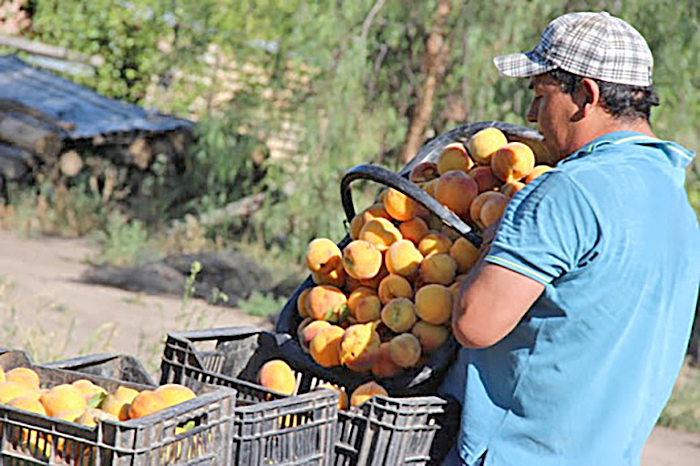 Importación de durazno: alertan porque en los  últimos años se perdieron 1300 hectáreas cultivadas en el Sur