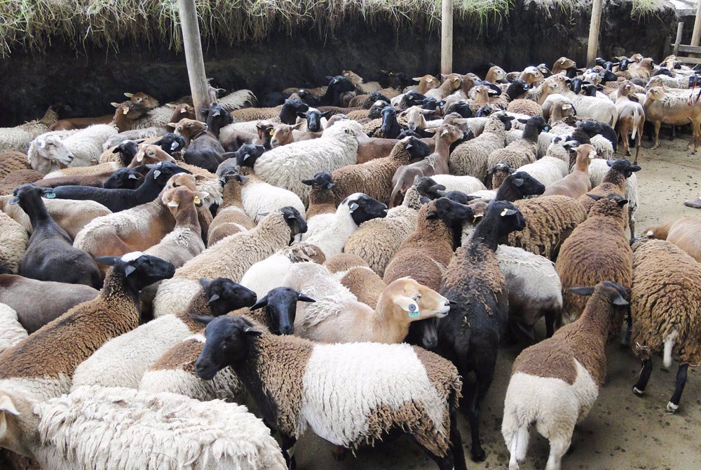 Con más de 30 mil cabezas, San Rafael  es el segundo productor ovino de Mendoza