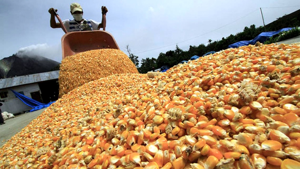 Dura crítica al cierre de comercialización  de maíz: “Es un regreso a recetas fracasadas”