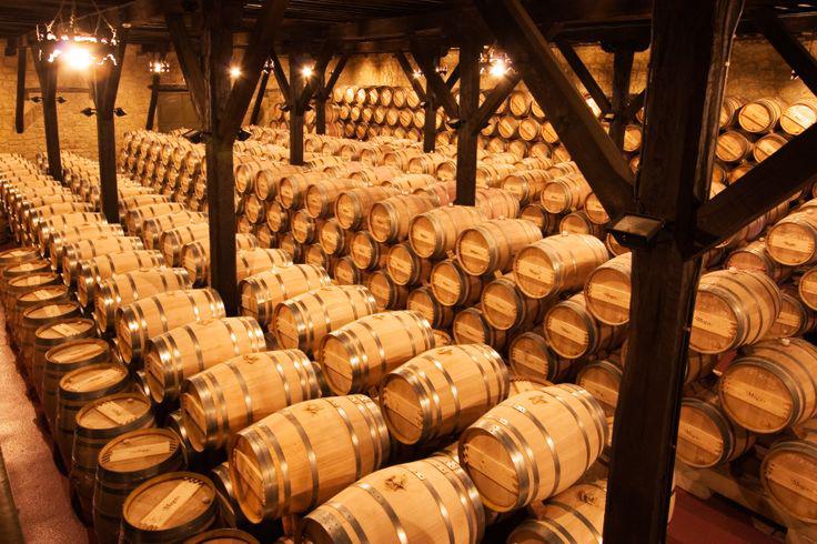 Banco de Vinos:  se puso en marcha  el operativo de  anticipo, cosecha, acarreo y elaboración