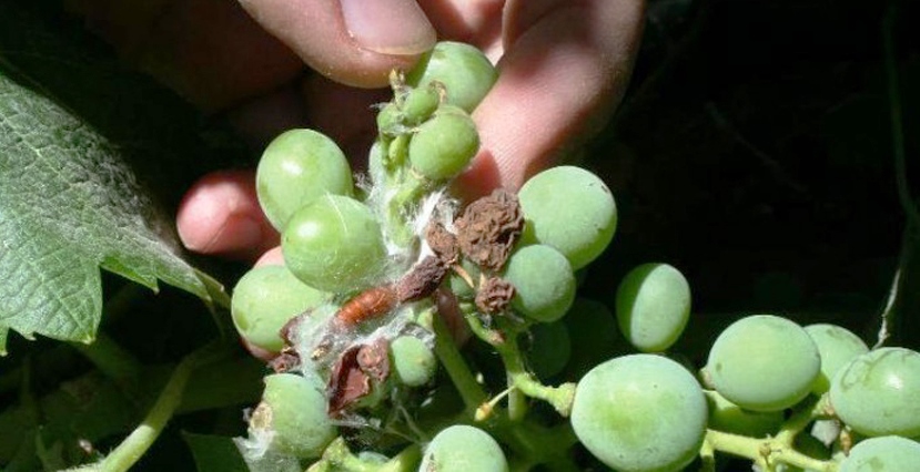 Solicitarían que el Sur sea zona libre de la Polilla de la Vid