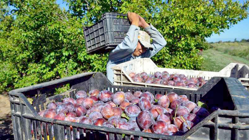 La estimación de cosecha 2021 calcula 9% menos que el año pasado