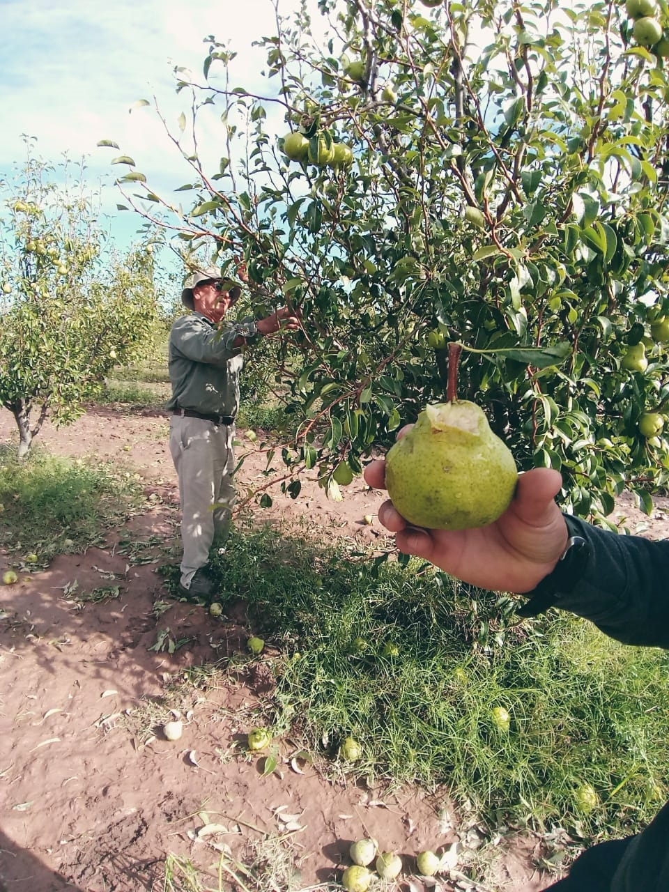 Carlos Rodríguez, tras las tormentas: “Perdí 500 mil kilos de pera”