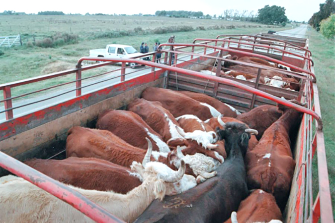 Ganadero reconoció 5 animales como propios en un camión  decomisado