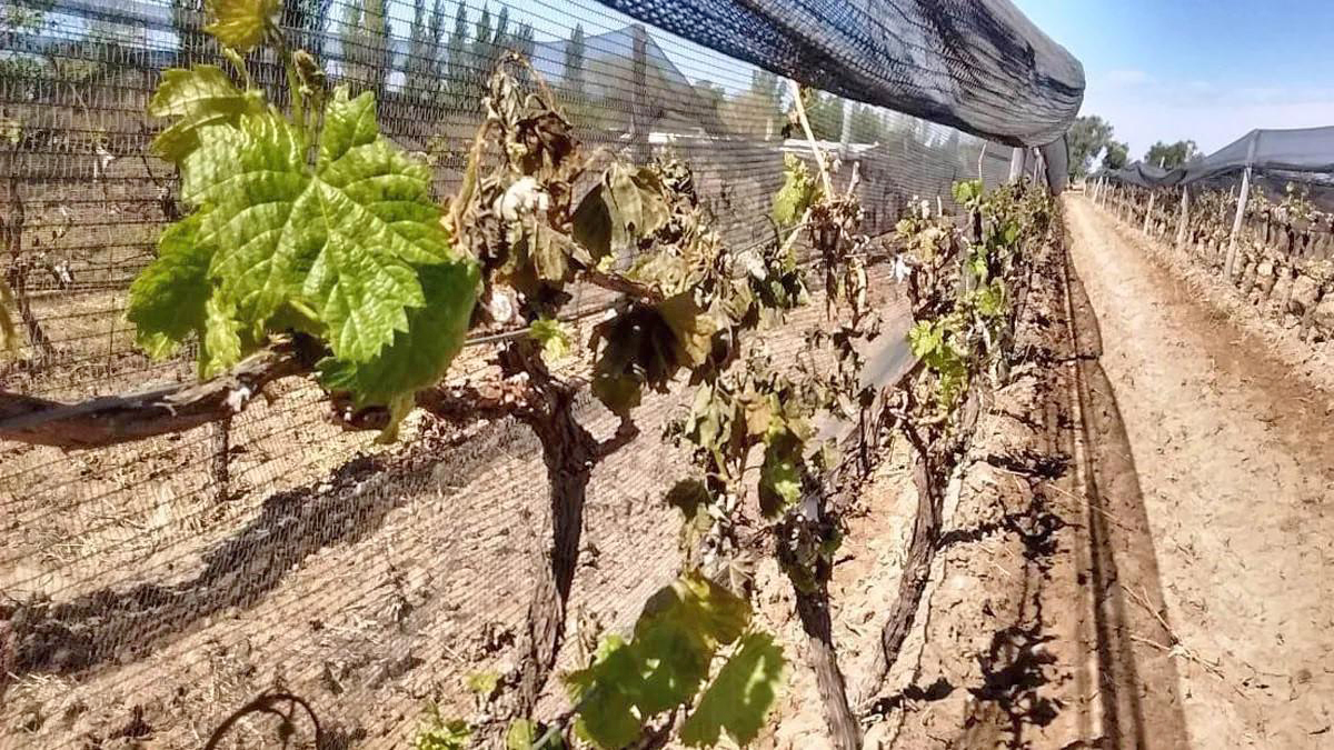 San Rafael registró  la mayor cantidad  de hectáreas  afectadas por  heladas en frutales