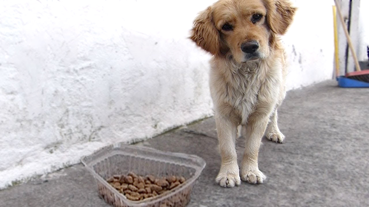 La Sociedad Protectora de Animales debe $100 mil en veterinarias  y necesita ayuda