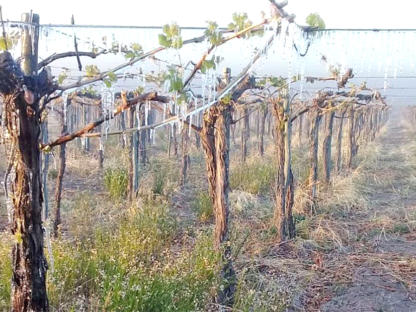 Las heladas dañaron  7.144 hectáreas de frutales  en nuestro departamento