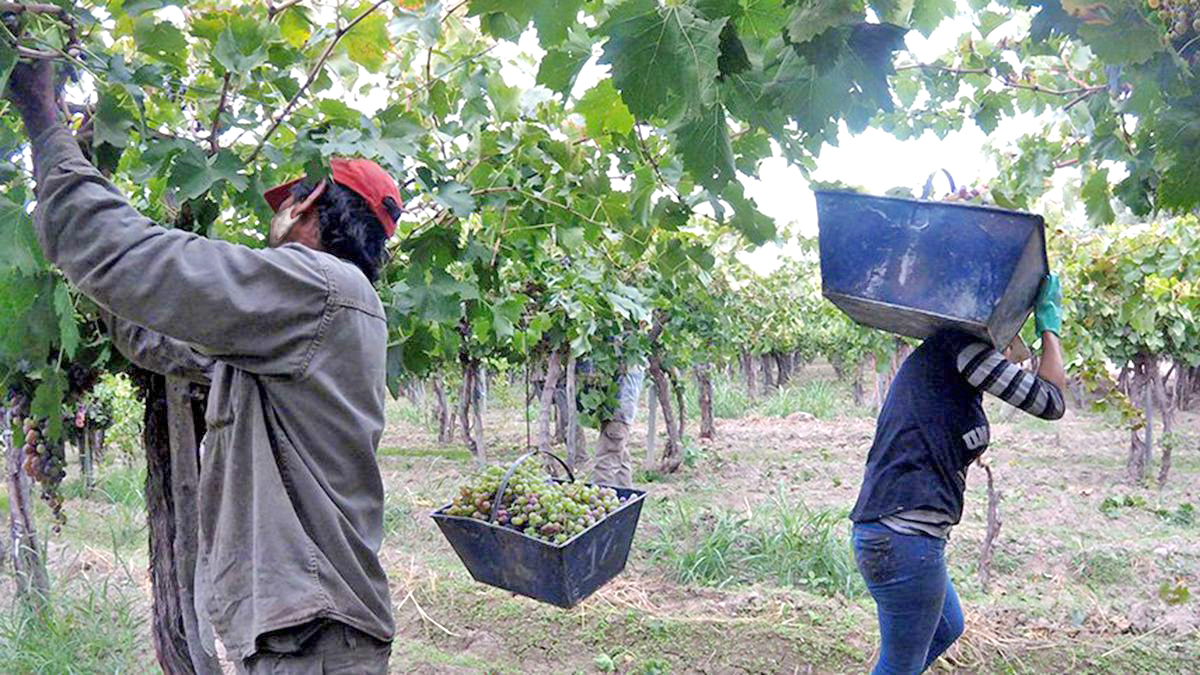 Critican informes que perjudican a la tierra sanrafaelina