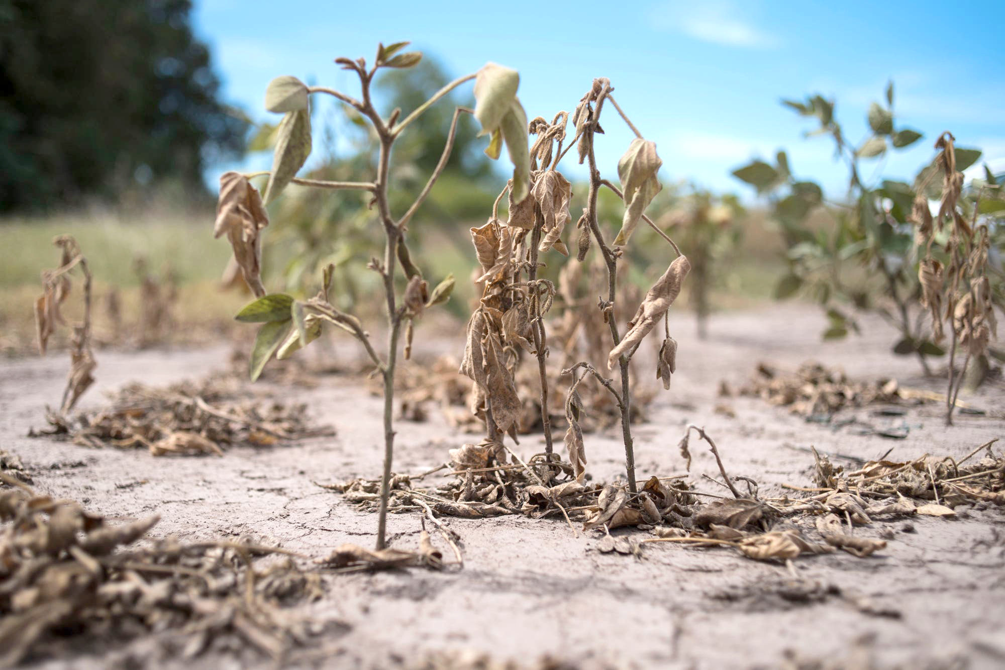 Año a año crecen las temperaturas  y la sequía en nuestro país