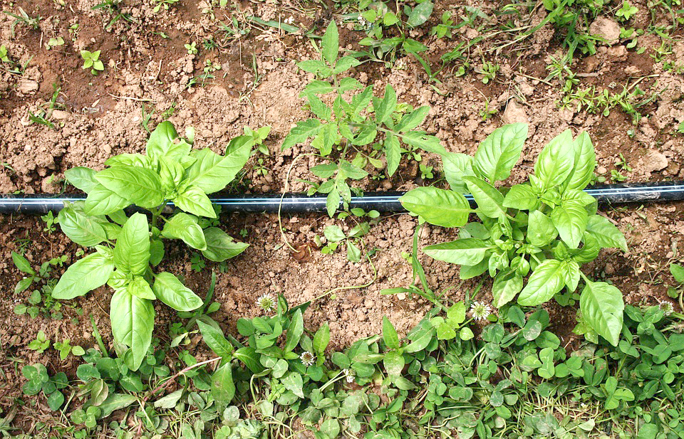 Realizan un ensayo “agroecológico” de plantación  de tomates, albahaca, berenjenas y flores
