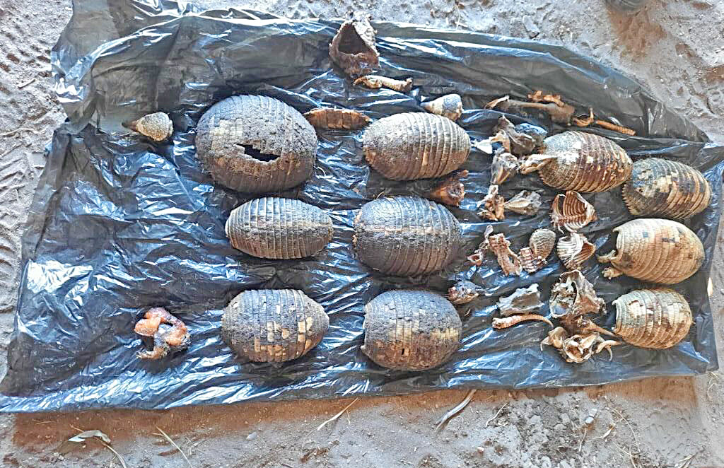 Quedaron detenidos cuatro  cazadores con caparazones  de piches y un choique