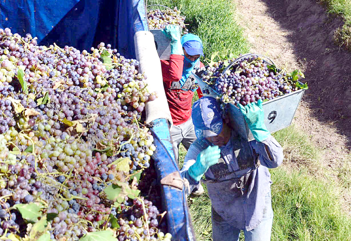 El Gobierno de Mendoza lanzará un operativo para financiar la cosecha y elaboración  de uvas a valor producto y tasa 0%