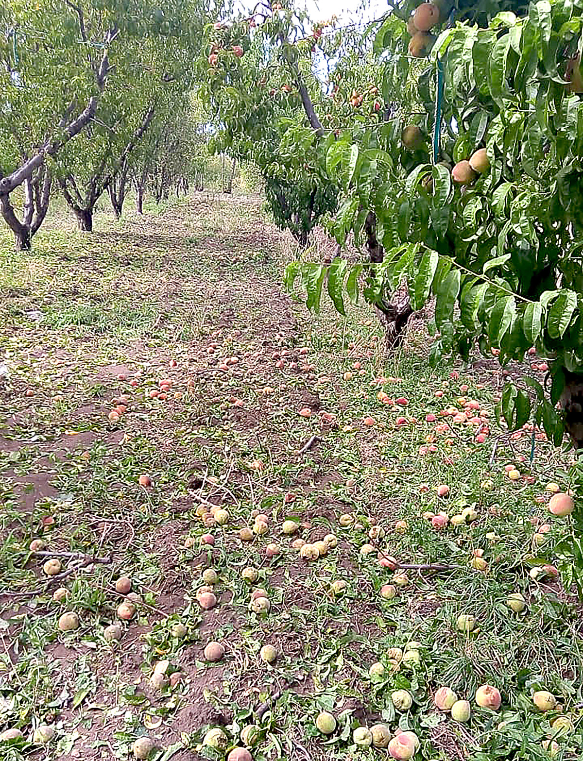 La última tormenta granicera causó daños en unas 3 mil  hectáreas del departamento