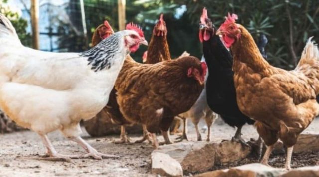 Desde el jardín maternal de El Nihuil ayudan a las familias a criar gallinas