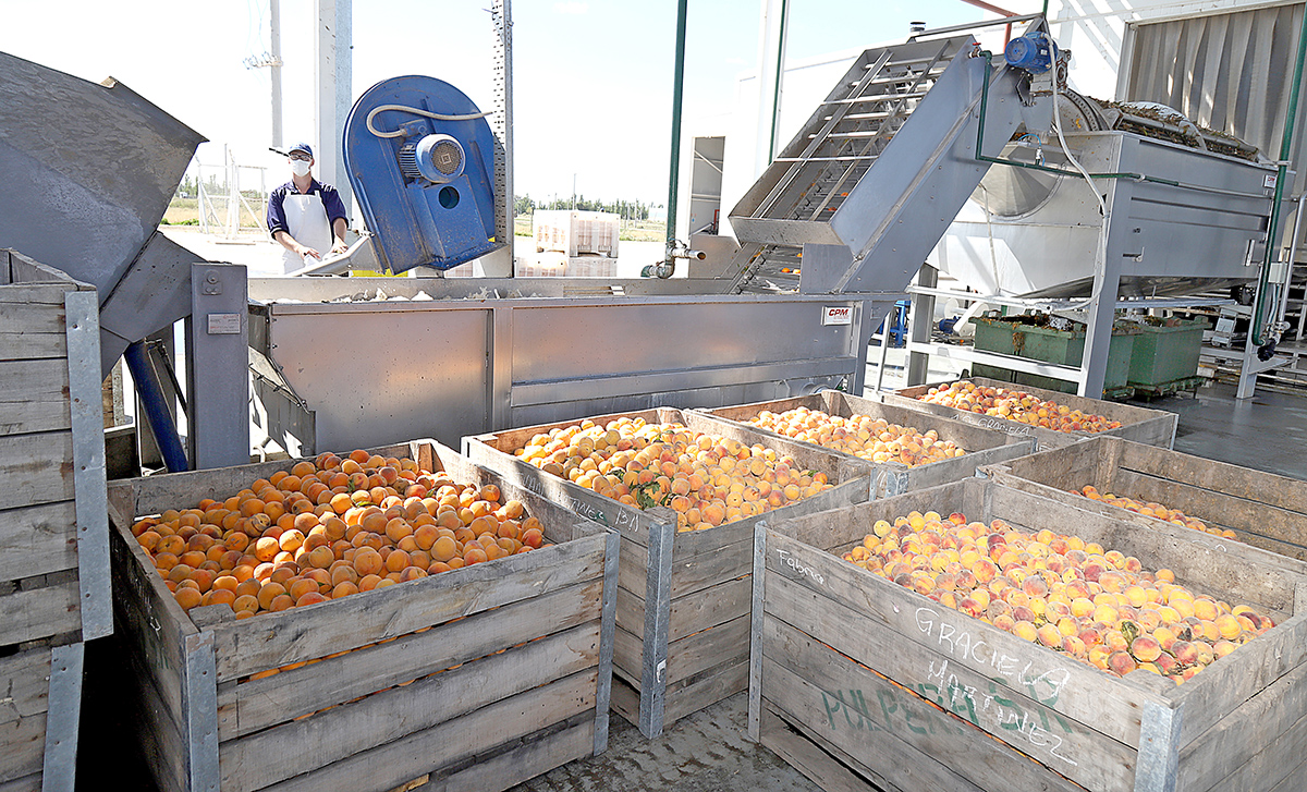 Pulpera de San Rafael: “Este año  pretendemos exportar al menos  el 50% de nuestra producción”