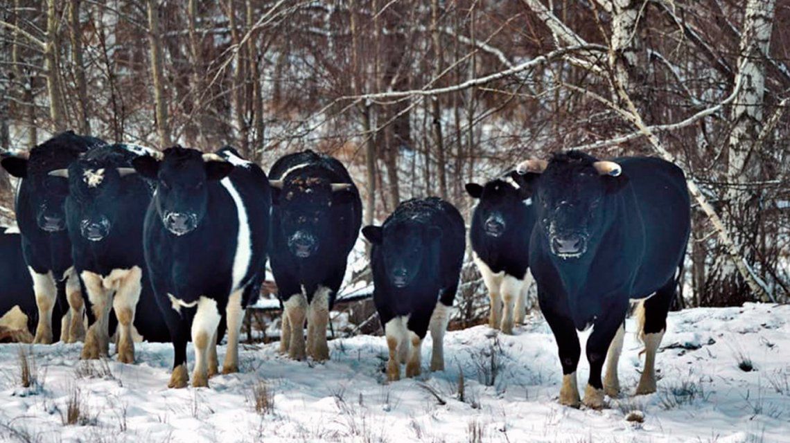 Chernobyl: las vacas abandonadas en la zona de exclusión se volvieron salvajes