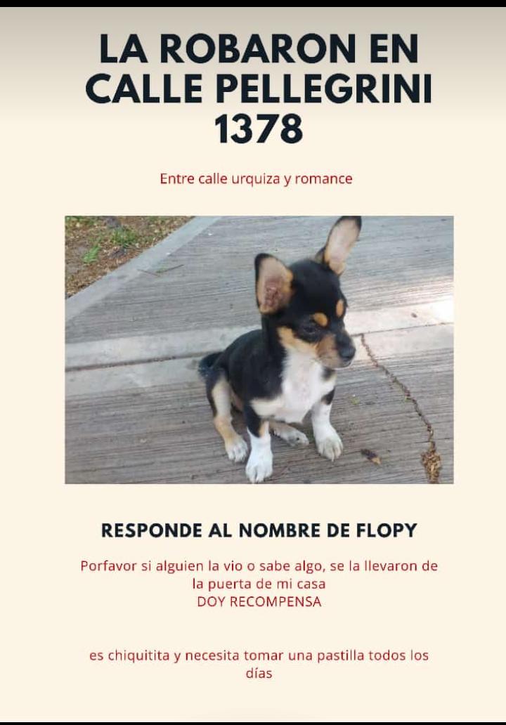 Remisero busca a una perrita que  le robaron y ofrece recompensa