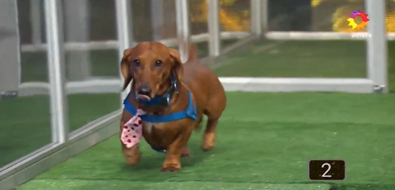 Un veterinario criticó el programa de Guido Kaczka: «Cosifica a los animales”