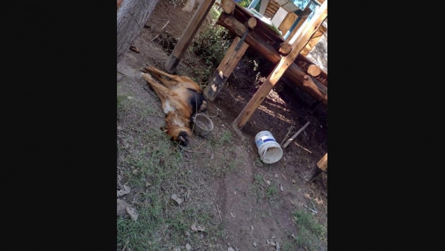 Indignación: un veterinario mendocino se fue de vacaciones, dejó a su perro atado y murió ahorcado