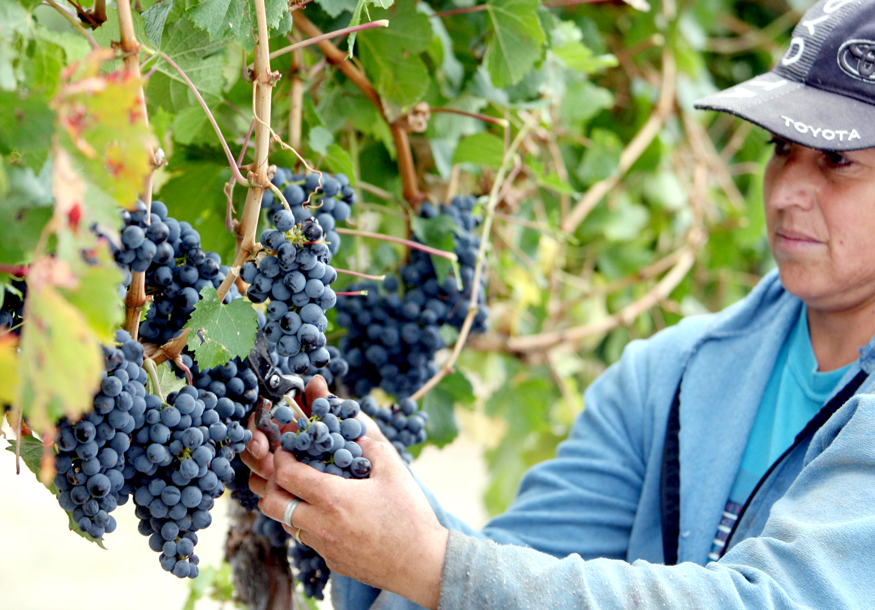 El Gobierno va a fijar un piso para el precio de la uva Malbec