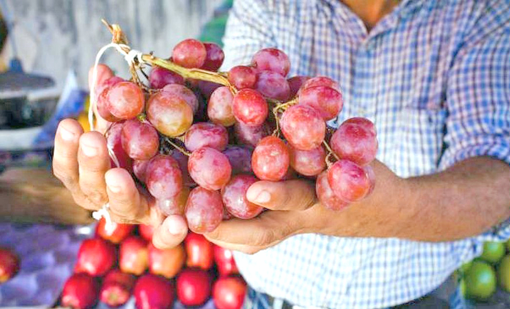 Está prohibido el ingreso de uva en fresco al sur desde otros  puntos de la provincia