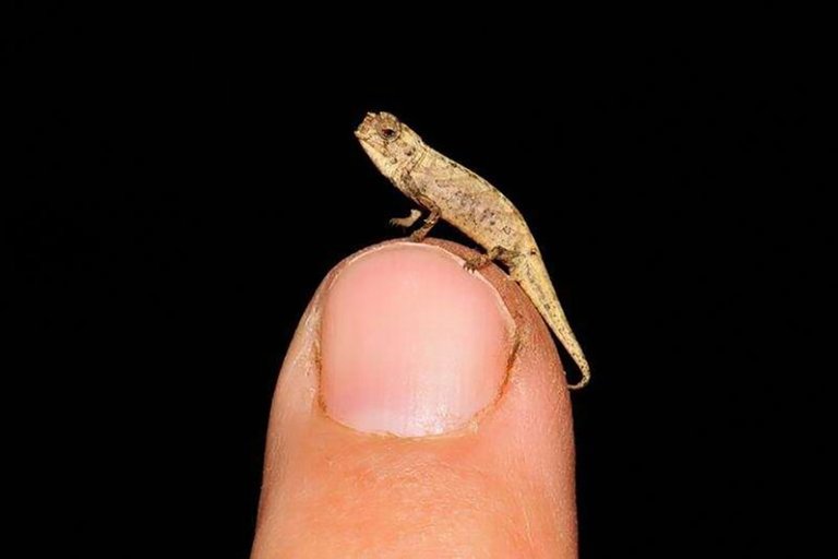 Así es el nanocamaleón, el reptil más pequeño del mundo que fue descubierto en Madagascar