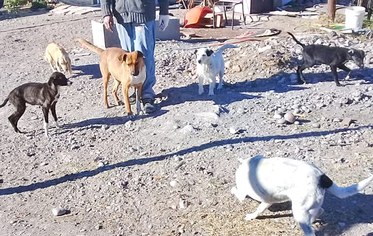 Asociación Protectora de Animales: “Ya no hay dónde meter un perrito más ni un gatito”