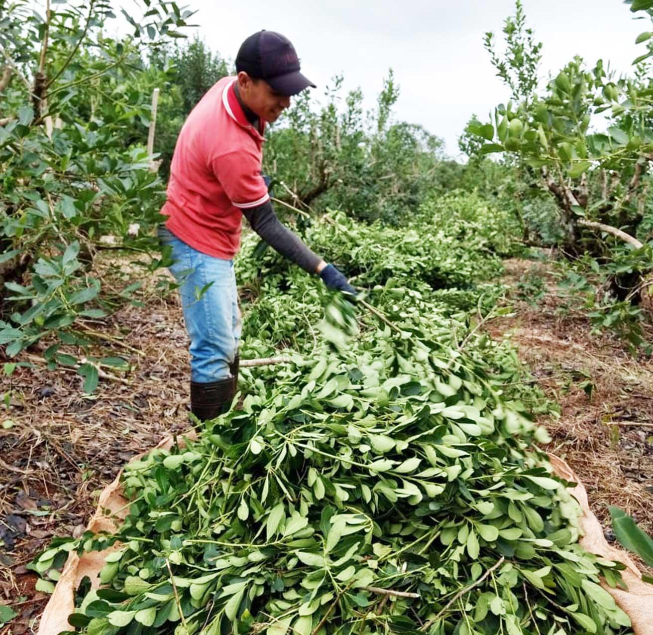 La sequía complicó la producción de yerba mate