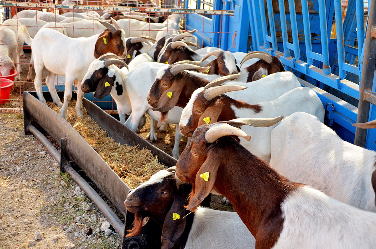 Piden reglamentar el Fondo compensador para productores de ganado menor