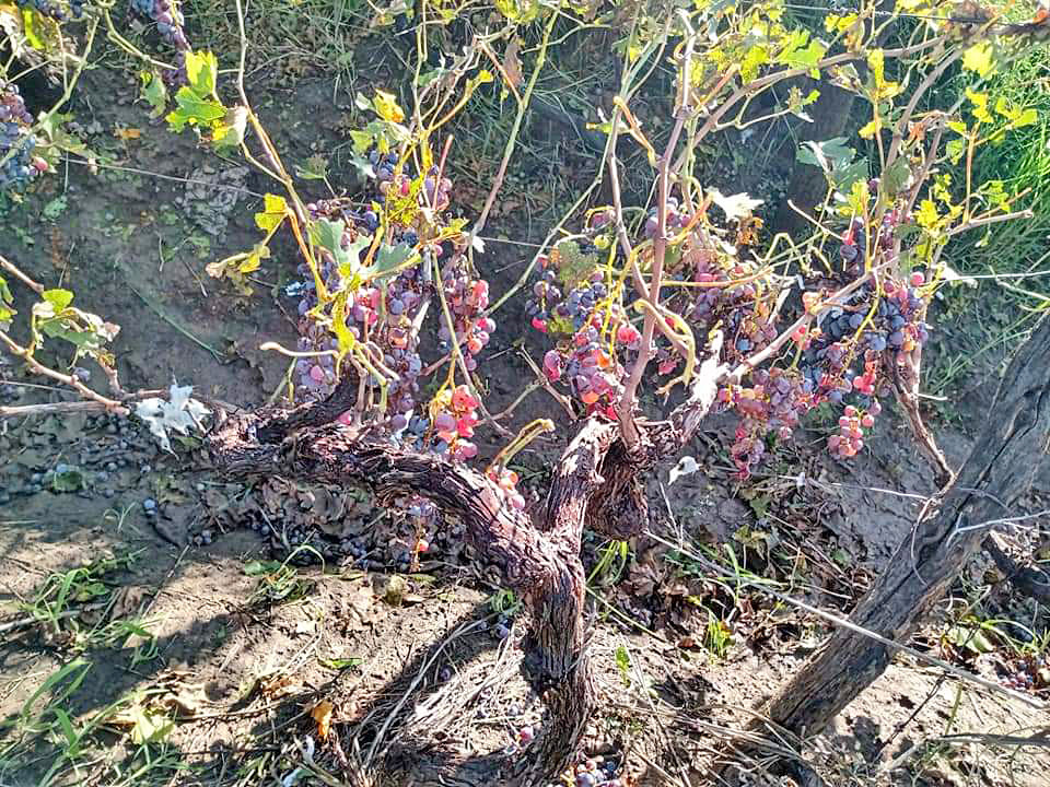 Productores de Real del Padre tuvieron importantes daños en sus cultivos