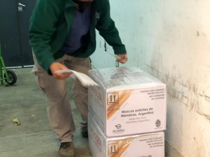 Continúa la exportación de moscas del Mediterráneo producidas en Mendoza a Bolivia