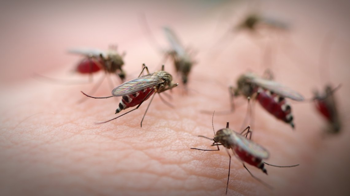 Alarma y preocupación por la llegada de una nueva especie de mosquito al continente americano