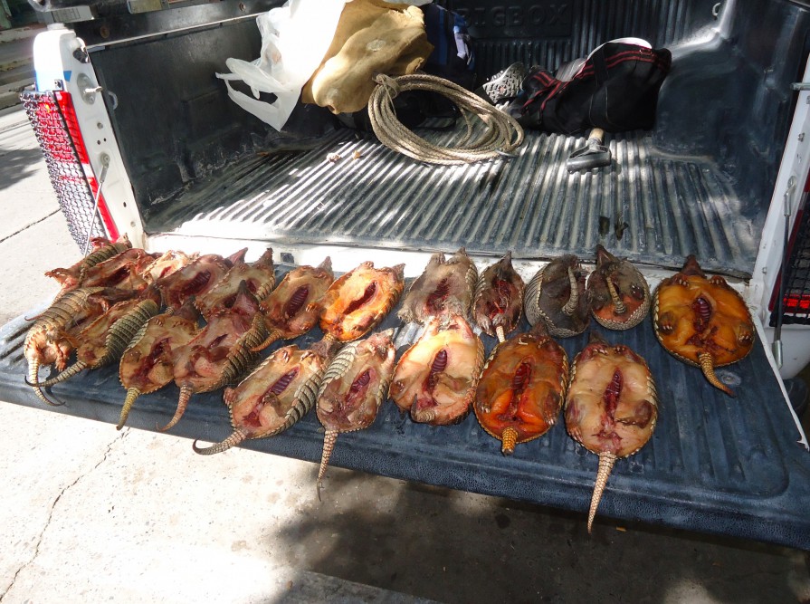 Detuvieron a cazadores  furtivos con 34 piezas