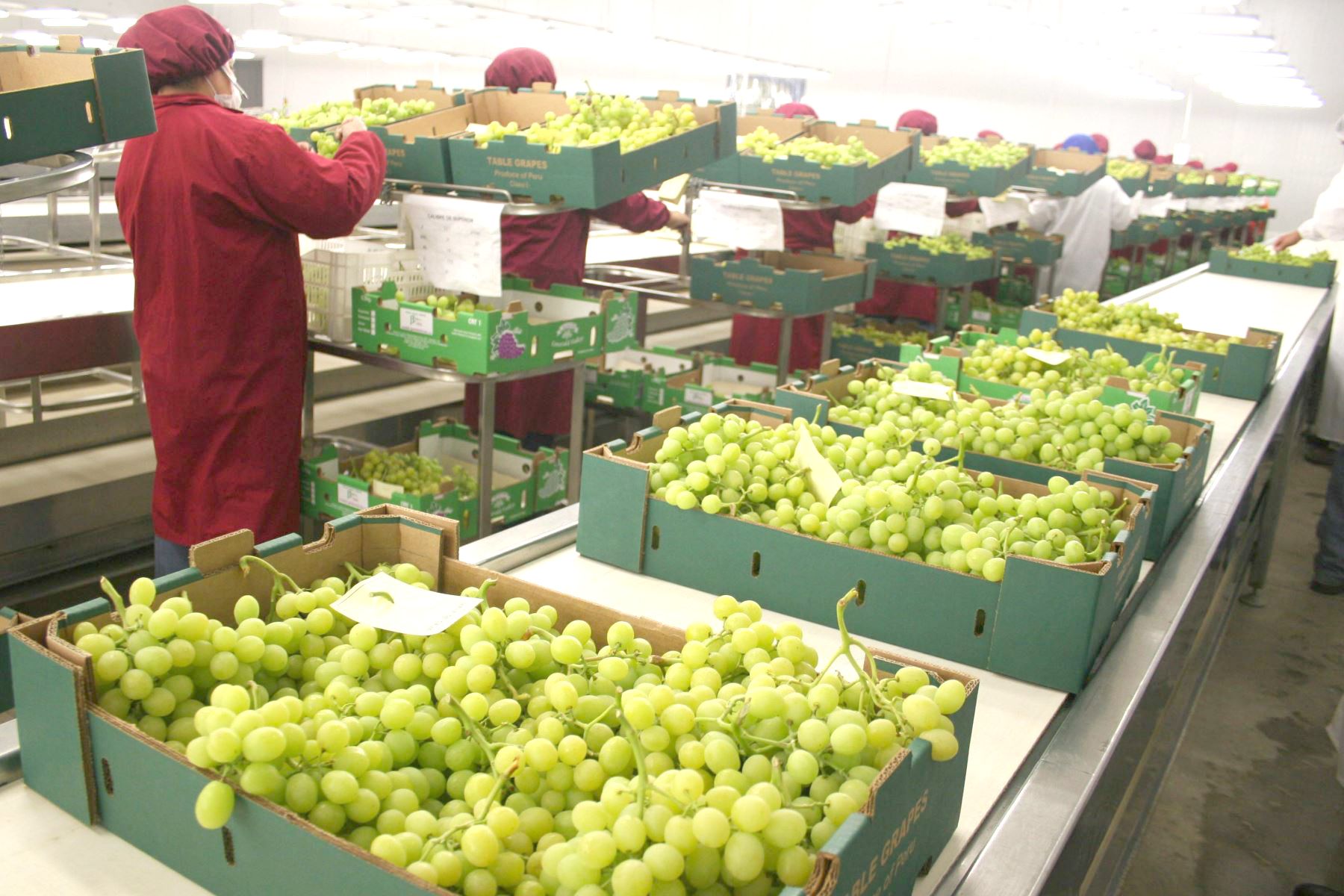 Mendoza y San Juan podrían  volver a exportar uva  al mercado brasilero