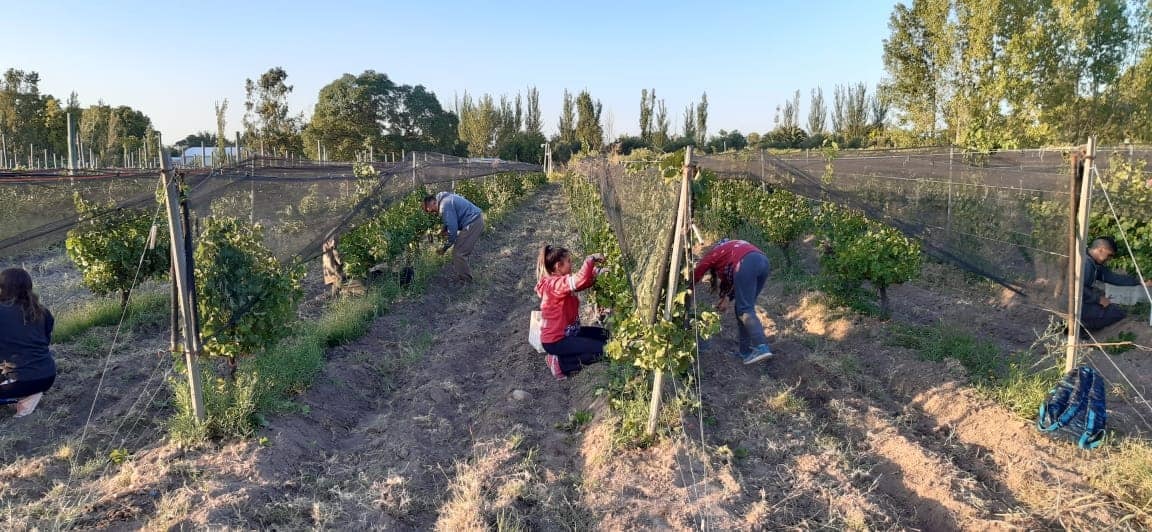 Alumnos de la escuela Iaccarini comenzaron con la cosecha de uva