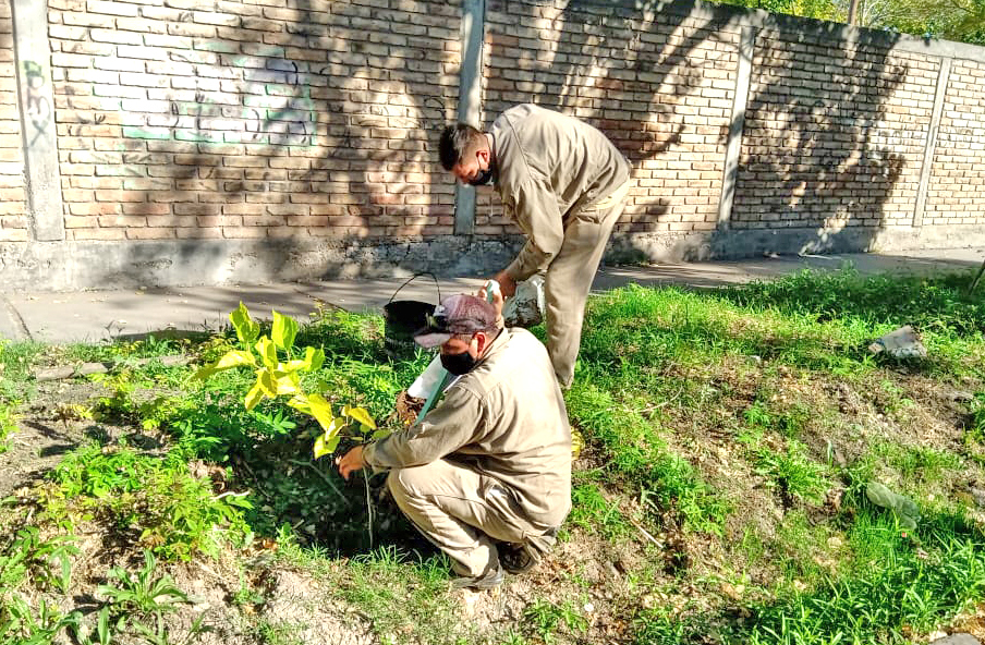 Plantan nuevos forestales  para mejorar el arbolado público