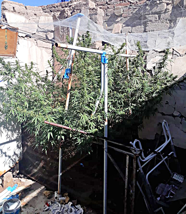 Policía Federal secuestró marihuana  en una vivienda de nuestra ciudad