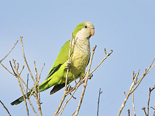 Lanzaron una guía para mitigar los  daños de las catas  en los frutales