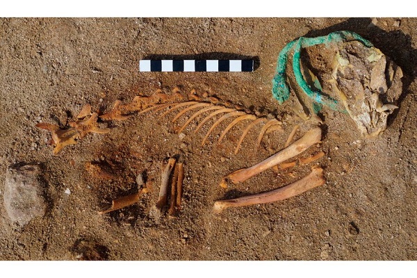 Descubren en Egipto un gran cementerio de animales que podría ser el más antiguo del mundo