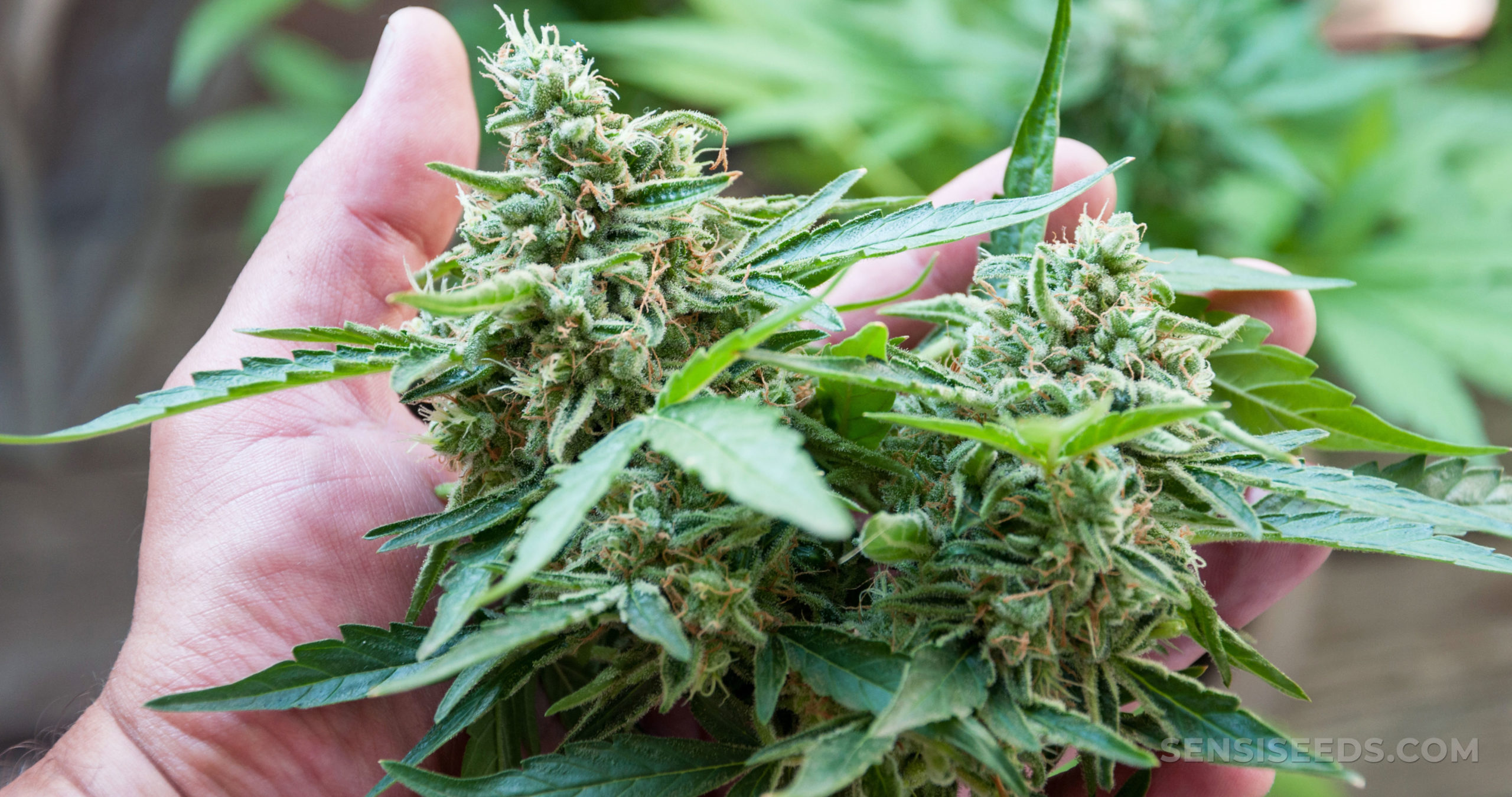 General Alvear: la policía  secuestró casi tres kilos  de marihuana