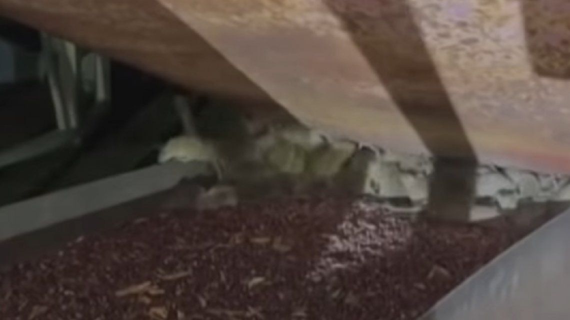 Una invasión de ratas azota al sudoeste de Australia