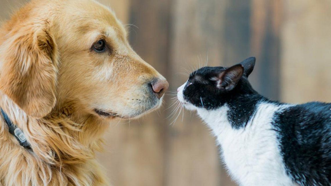 Detectan cuadros graves en perros y gatos con la variante británica de coronavirus