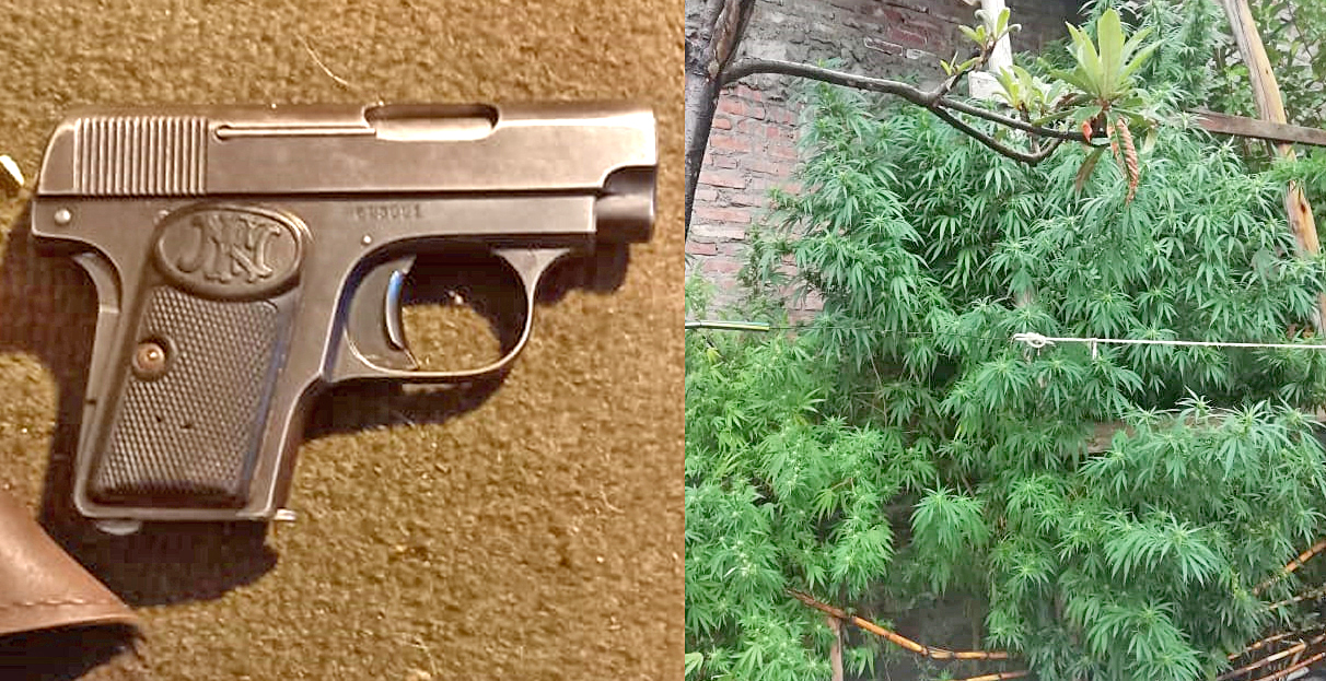 Policía de Narcocriminalidad   secuestró plantas de marihuana  y un arma de fuego