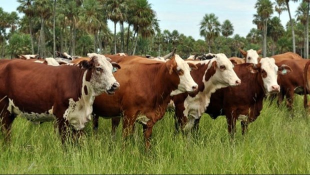 Encontraron otras 56 cabezas de ganado robadas en los campos de Alperovich