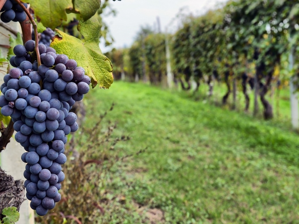 Millonaria inversión del BID para estudios vitivinícolas en Mendoza