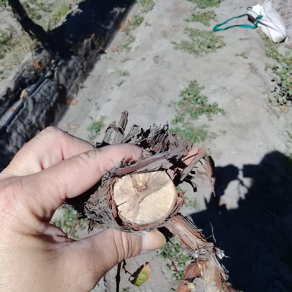 Alertan por el decaimiento de los  viñedos en los últimos años