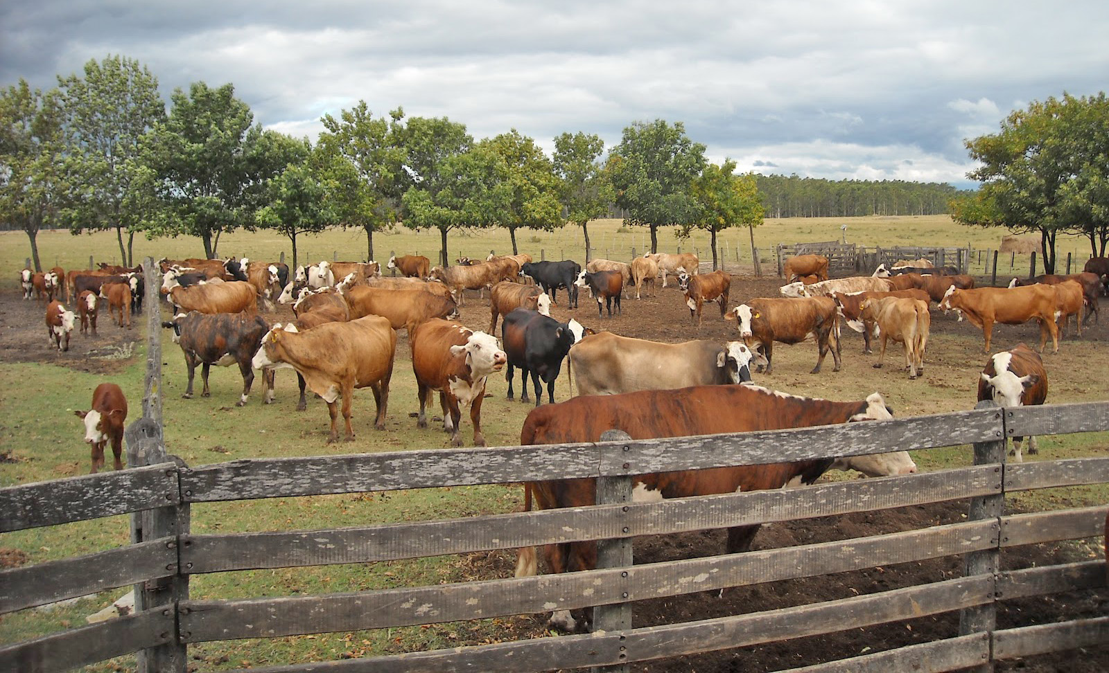 Continúan los casos de robo de ganado