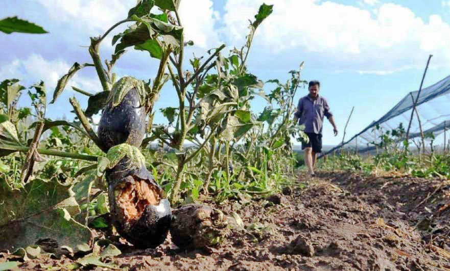 Desde la Sociedad Rural brindan asistencia a los  productores que no pueden cobrar el Seguro Agrícola
