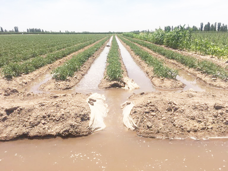 Desarrollan “parcelas demostrativas” para optimizar la conducción y aplicación del agua
